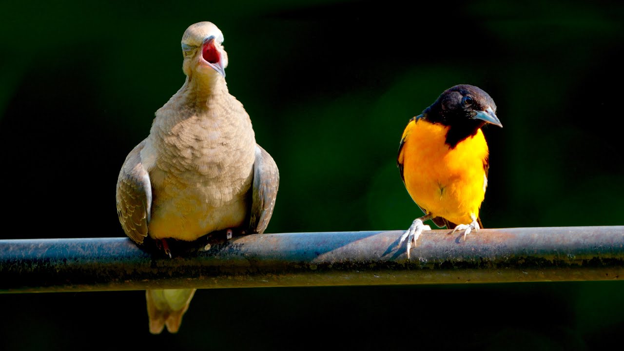 🔴 LIVE 4K Beautiful Spring Birds & Squirrels