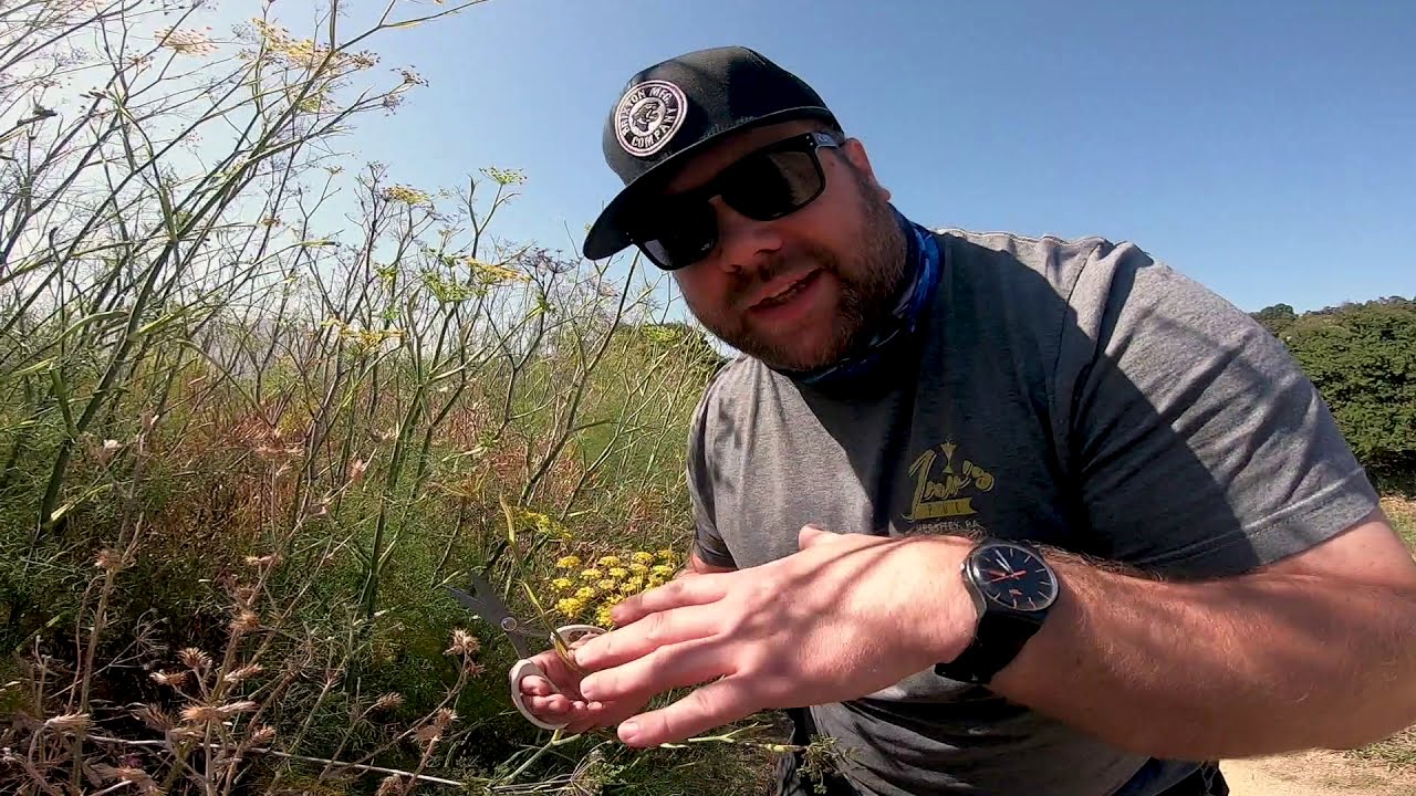FITF Field Trip Ep. 1 - Foraging for Fennel Pollen