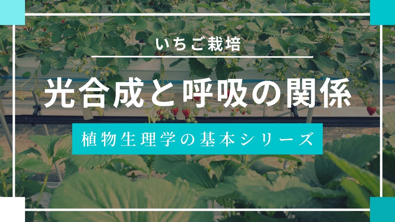 苺農家さん向け　今さら聞けない苺農栽培に役立つ植物生理の基礎シリーズ【光合成と呼吸の関係】