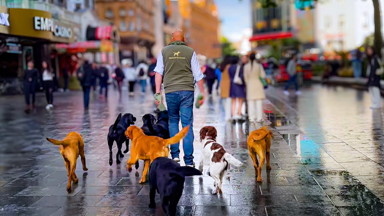 НЕВЕРОЯТНО: дрессировка ВОСЬМИ СОБАК на Лестер-сквер, ЦЕНТРАЛЬНЫЙ ЛОНДОНЕ!