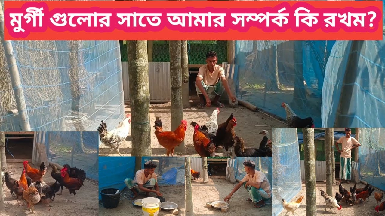 মুর্গী গুলোর সাতে আমার সম্পর্ক কি রখম 🐓?