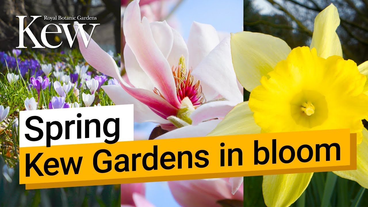 Spring at Kew - a bounty of blooms