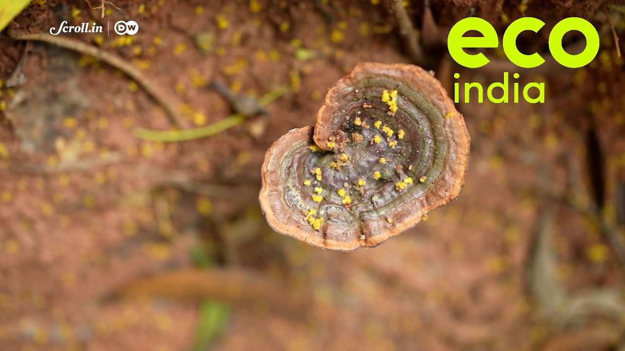 Eco India: How a citizen science lab in Tamil Nadu is unlocking the potential of the mighty fungi