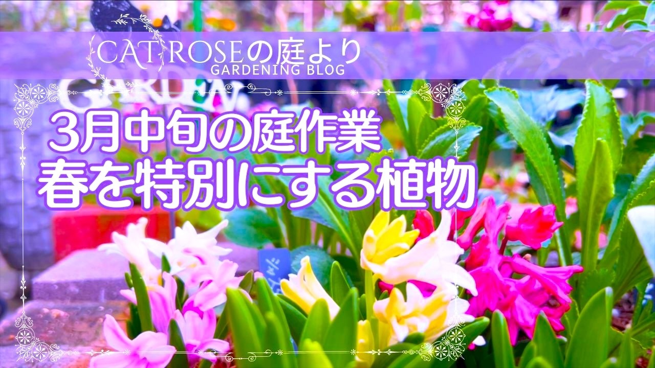 【ガーデニング】     春を特別にする植物たち・ 蕾の成長のための剪定・ 朽ちた寄せ植えの植え替え・ 種の確認とラベル付け・３月中旬の庭作業