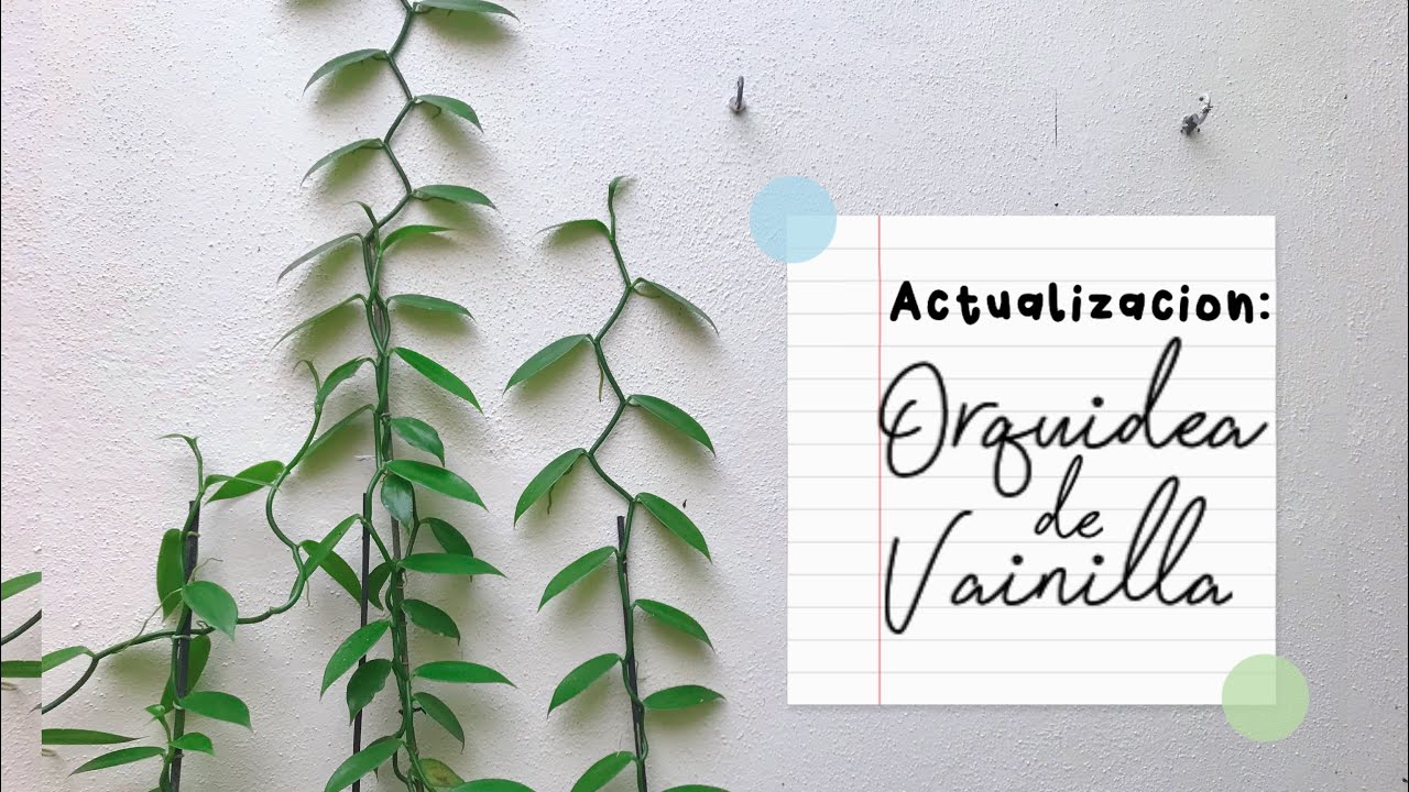 Actualización: así van los esquejes de Orquídea de vainilla (Vainilla Planifolia)