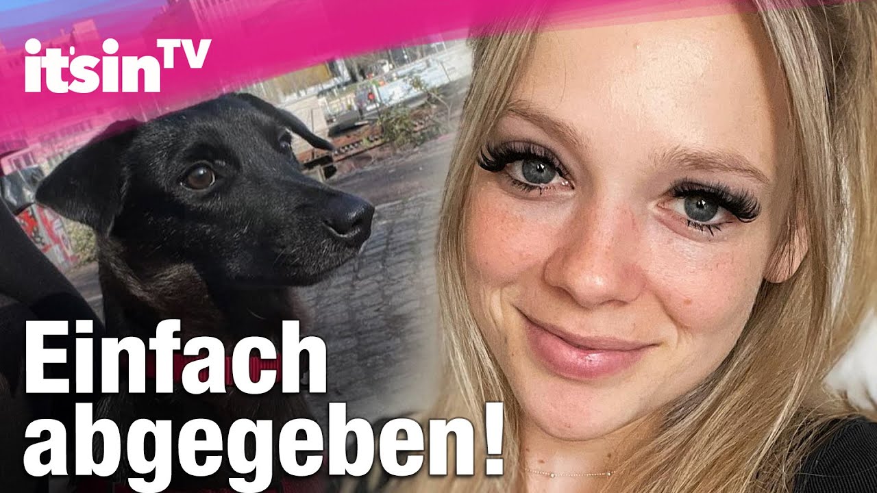 Shitstorm für Anne Wünsche: Sie gibt ihren Hund Dobby ab | It's in TV