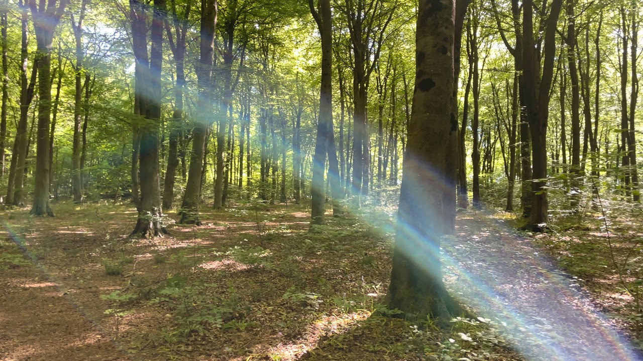 Forest Bathing in Micheldever Woods. A unique outdoor experience for teams, groups and solos.