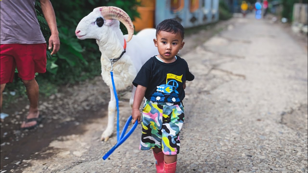 Adorable little boys walking around with their Sheep || DOMBA GARUT