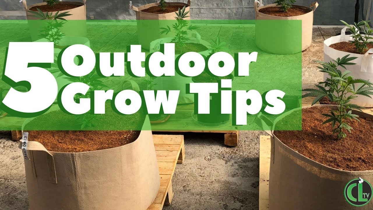 Beginner Outdoor Grow Tips