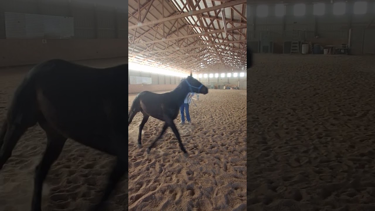 Restarting off the track thoroughbreds part 1 #coltstarting #offthetrack