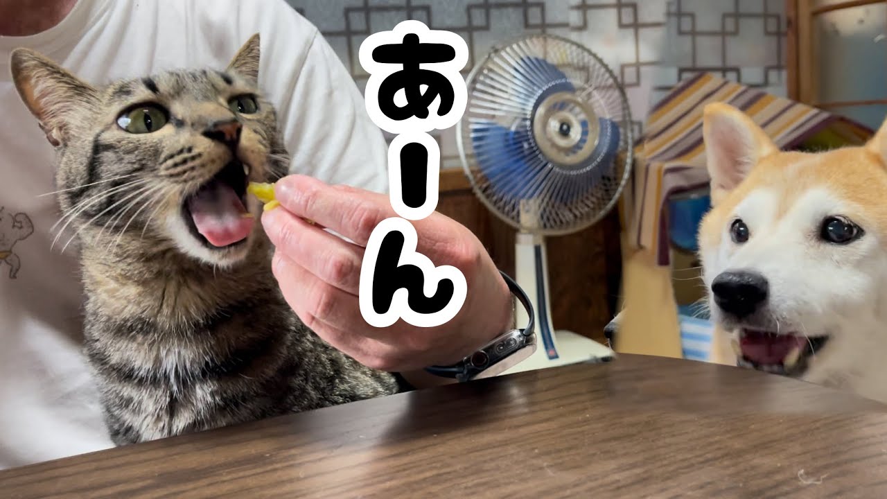 ほっこり♡お芋の催促が止まらない猫　Everyone loves baked sweet potato