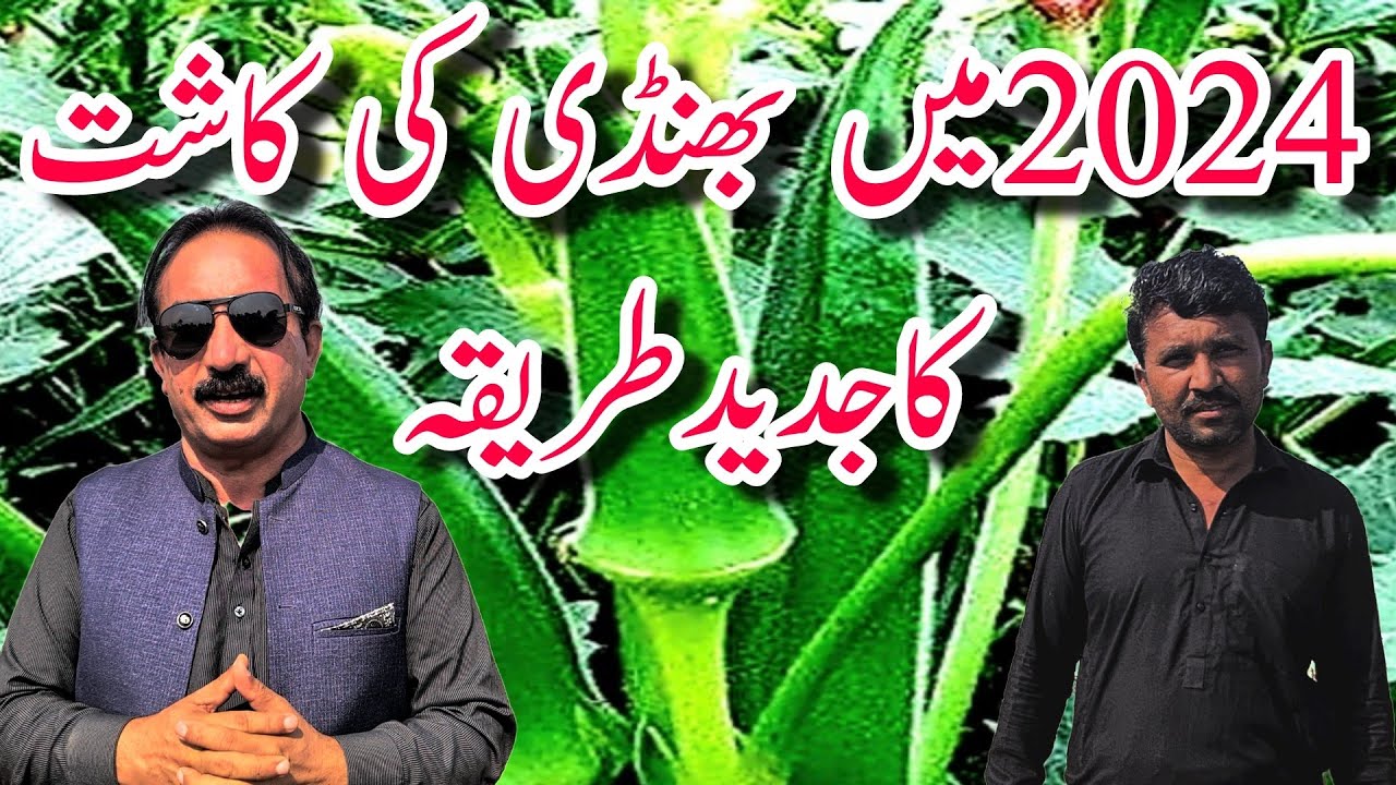 2024 میں بھنڈی کی جدید کاشتکاری کیسے کریں| بھنڈی10لاکھ فی ایکڑ کسان کو کما کر دے۔