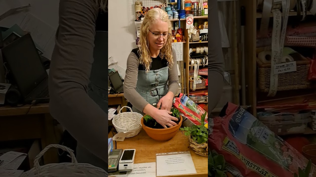 Výsadba jarnej nádoby, rady ako sadiť, do akej nádoby a údržba.
