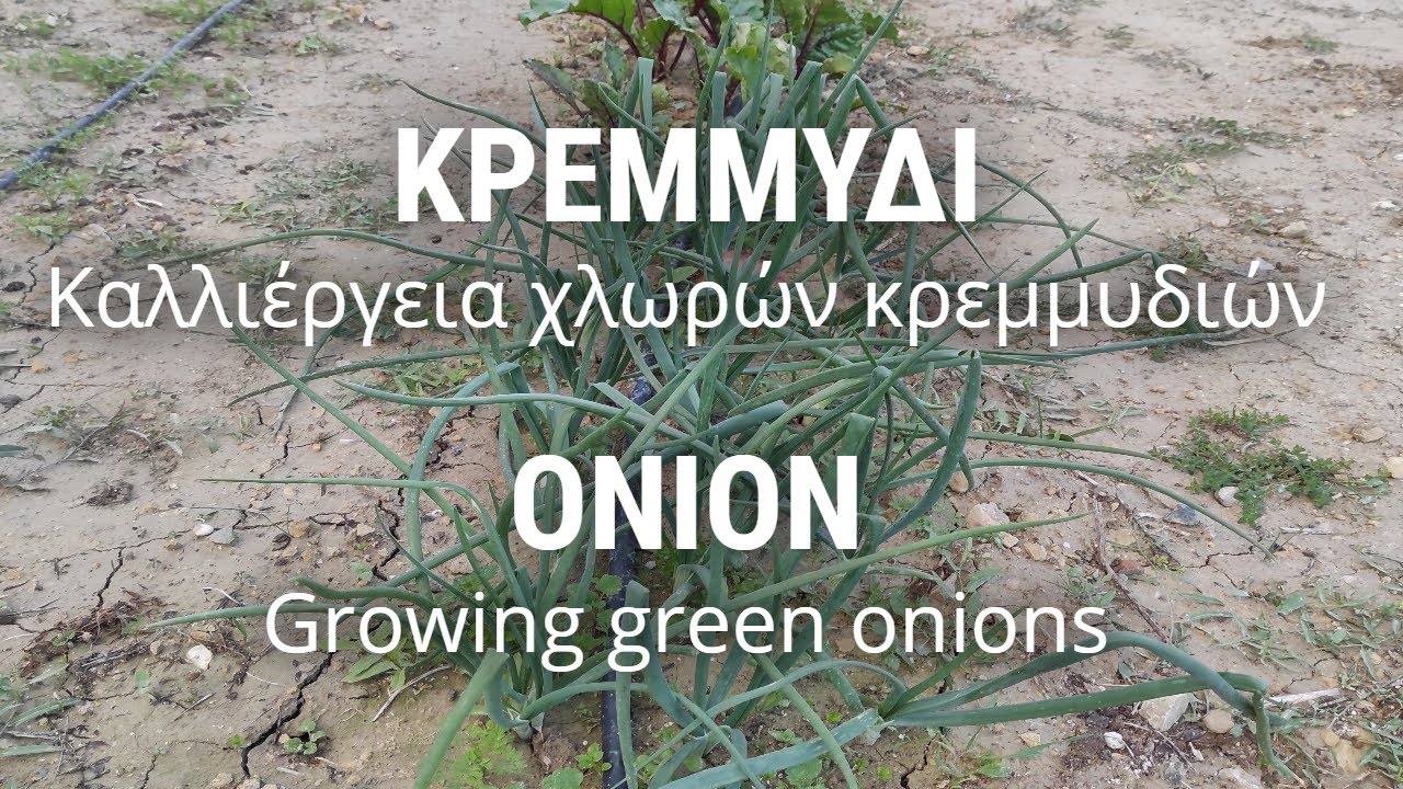 ΚΡΕΜΜΥΔΙ (Καλλιέργεια χλωρών κρεμμυδιών)