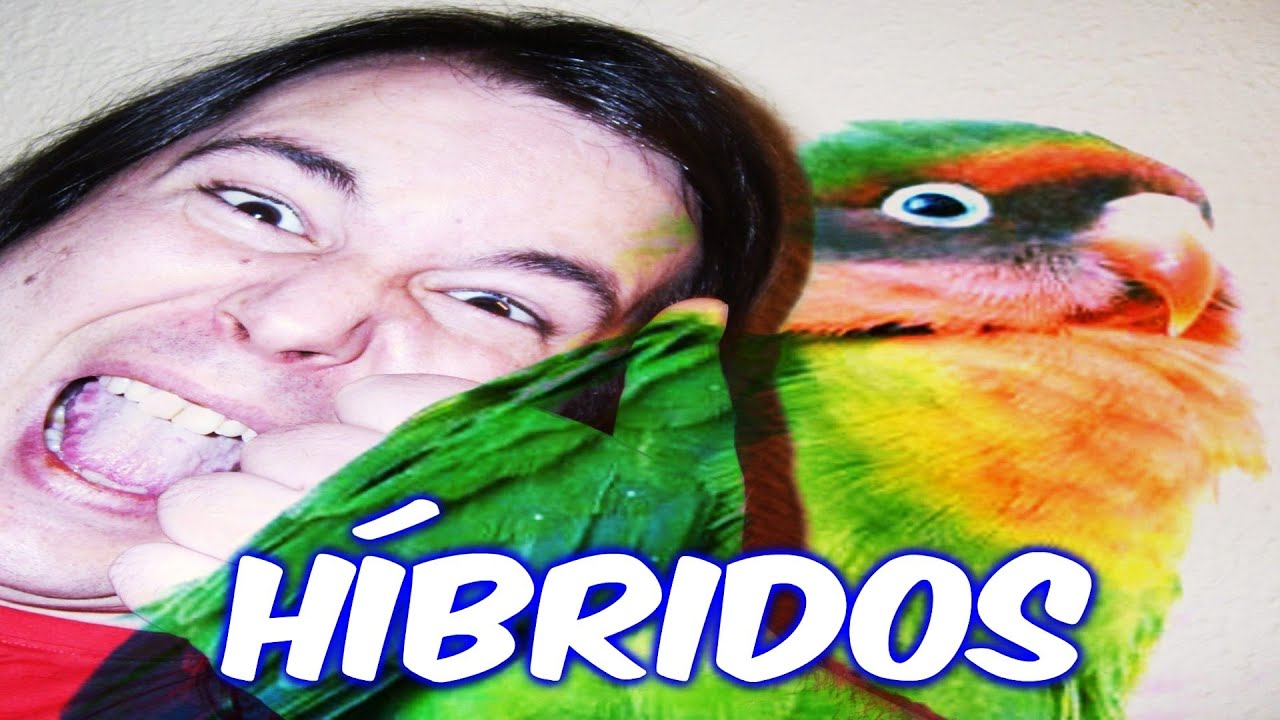 AGAPORNIS HÍBRIDOS ¿fértiles o estériles? by Romanorvm