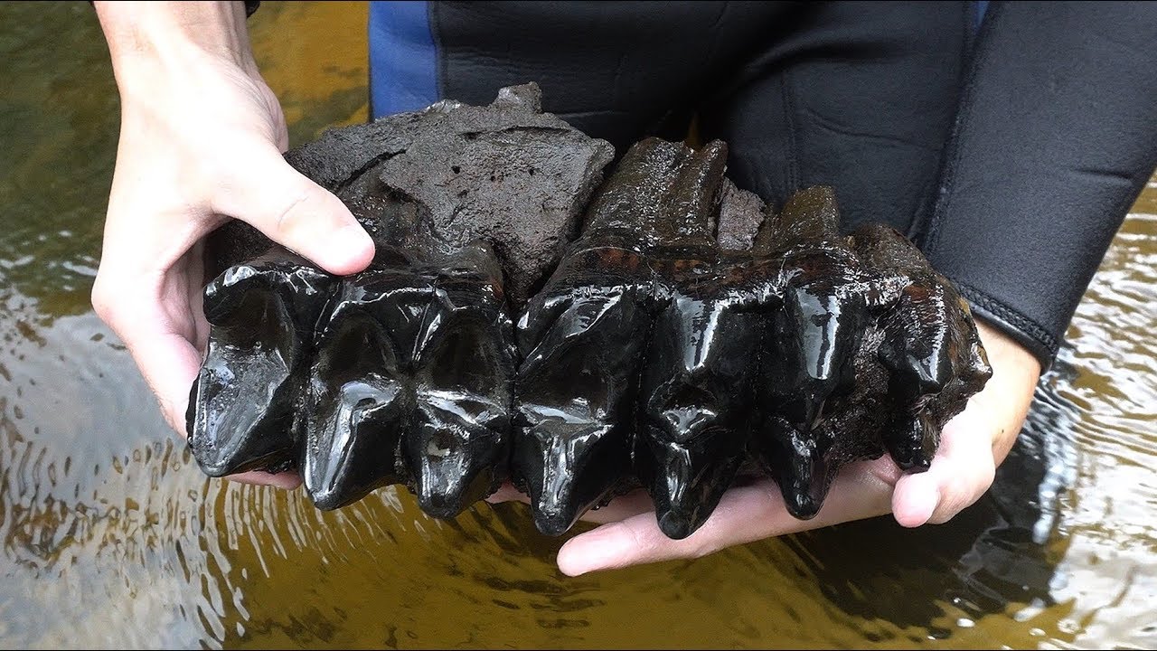 Once in a Lifetime Find Fossil Hunting in Florida | Florida Fossil Hunting Episode 06