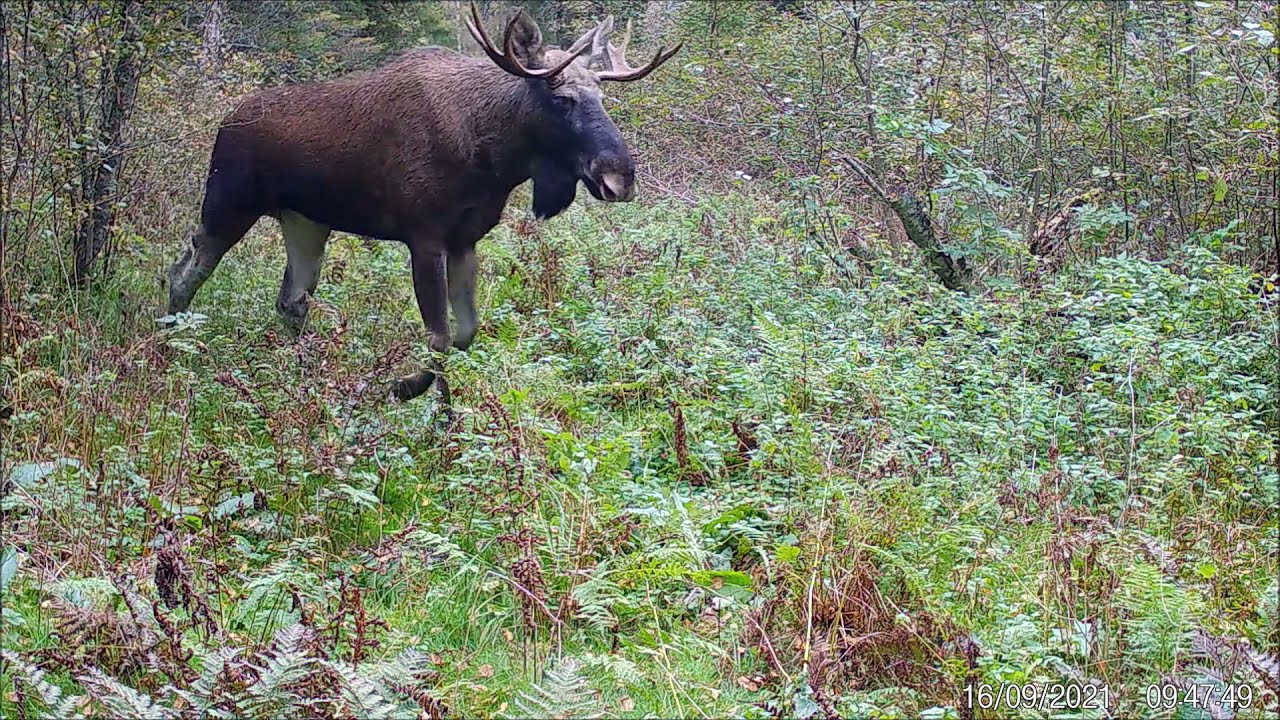 P&otilde;der (Alces alces) otsib vist kaaslast...
