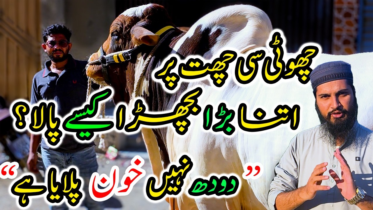 Pehli Dafa Pala&hellip; Aur 13 Man Ka BACHRA Bana Diya?! 😱 is Larke ne Bare Farmers ko bhi Hairan Ker diya!