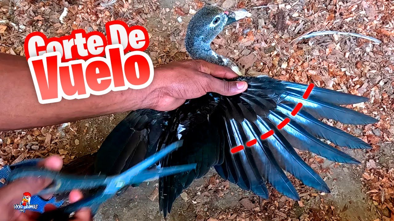 Cómo Evitar que tus Patos Vuelen 🦆