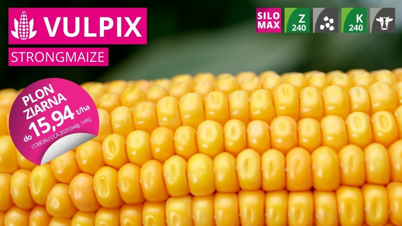 Kukurydza VULPIX 🌽 Ziarno FAO 240 | Kiszonka FAO 240