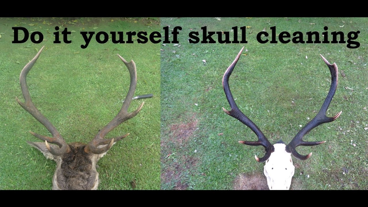 How To -  Cleaning up skulls for a euro mount