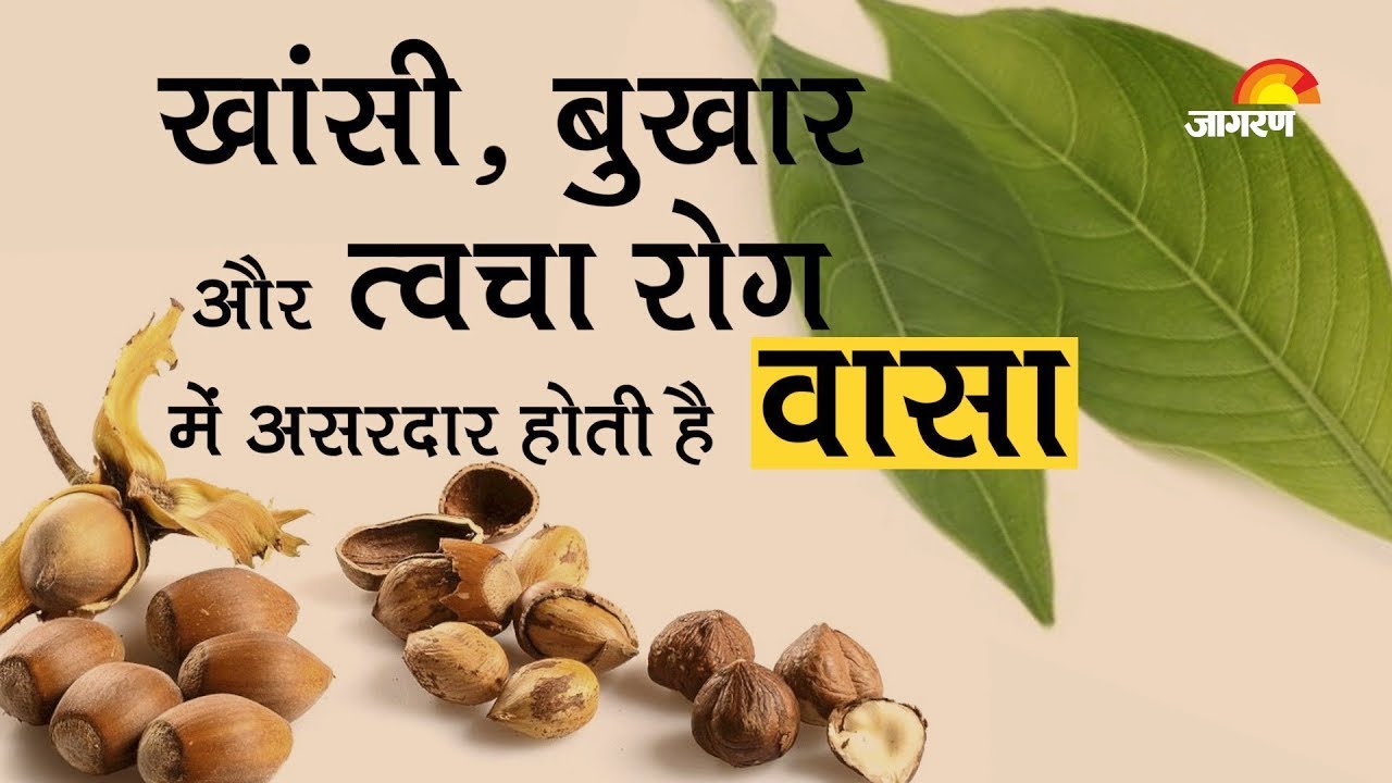 Best Health Benefits of Malabar Nut (Vasaka): अडूसा वासा का उपयोग