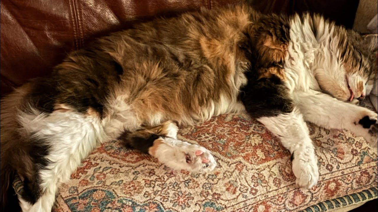 Donut County 100% Platinum Run