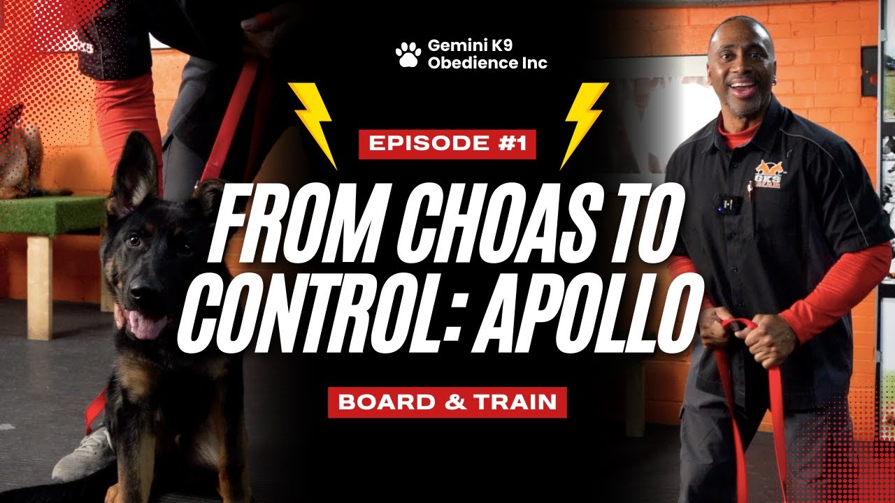 This German Shepherd Puppy Has Zero Leash Control… | Board & Train Episode 1