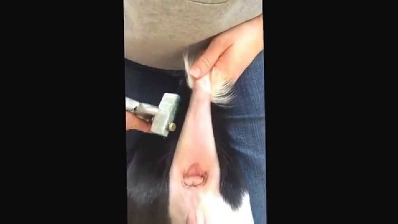 Lamancha tattooing - center tail