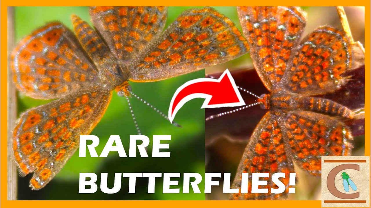 Finding the TINY But BEAUTIFUL Metalmark Butterfly! - and MORE Florida Wetland Butterflies