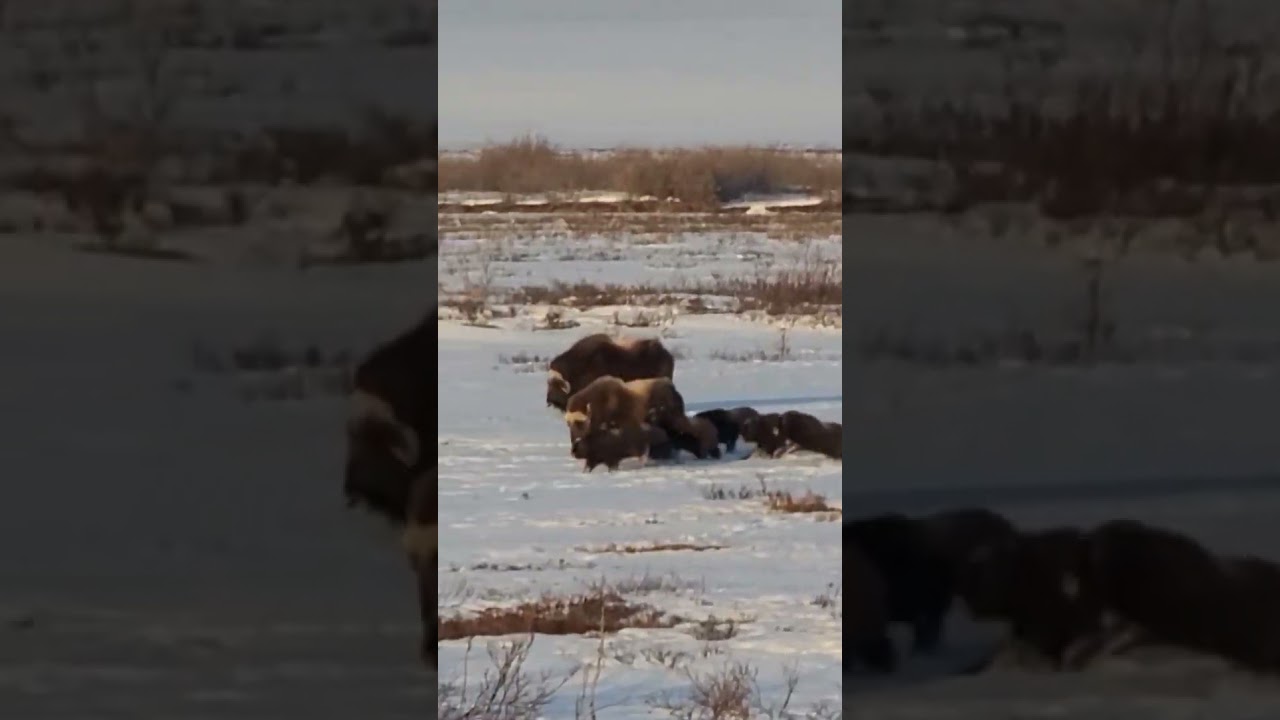 Born to be wild, Musk Oxe calfs Alaska 