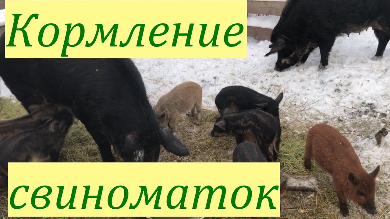 КОРМЛЕНИЕ СВИНОМАТОК