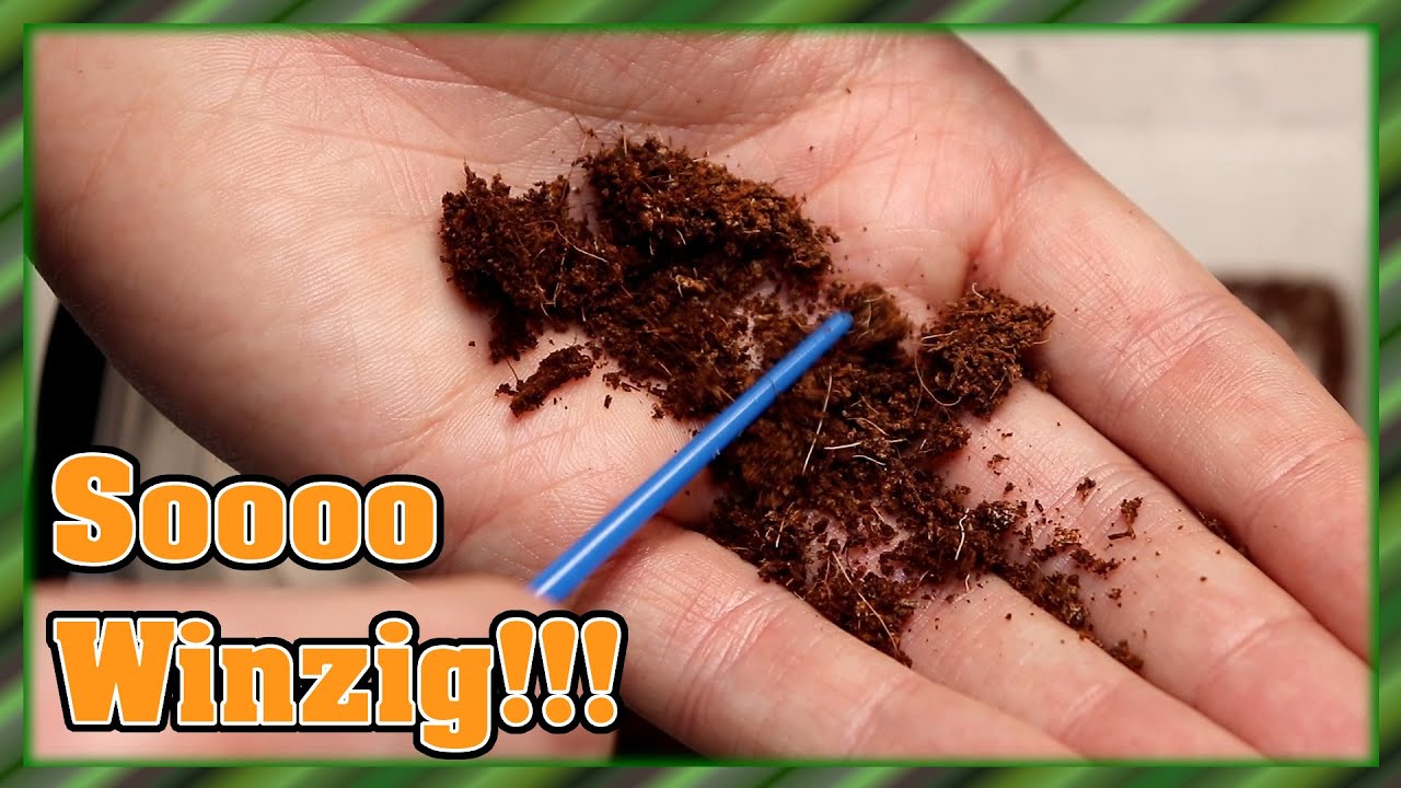 Cyriocosmus elegans - Slings | Wieviele werden es sein?