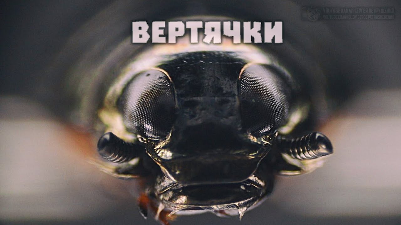 Танцующий по воде жук c плавниками и четырьмя глазами. Вертячка. // Clever Cricket