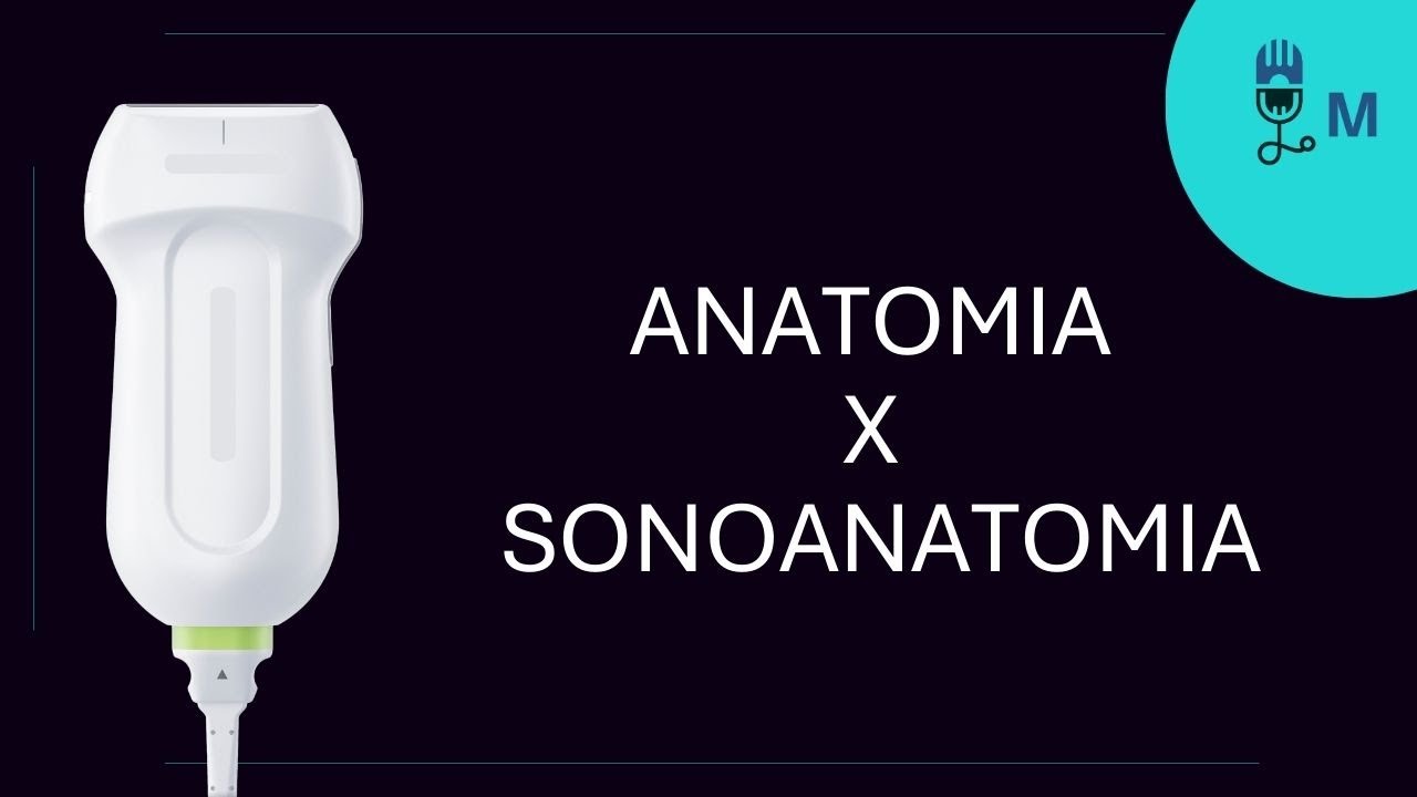 #55-Anatomia x Sonoanatomia.mp4