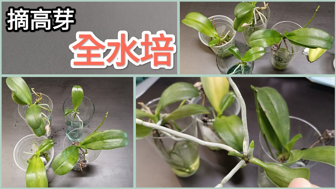 蝴蝶蘭花梗上的高芽摘下來水培 三代同堂 長花梗開花 再長高芽4/8/2025