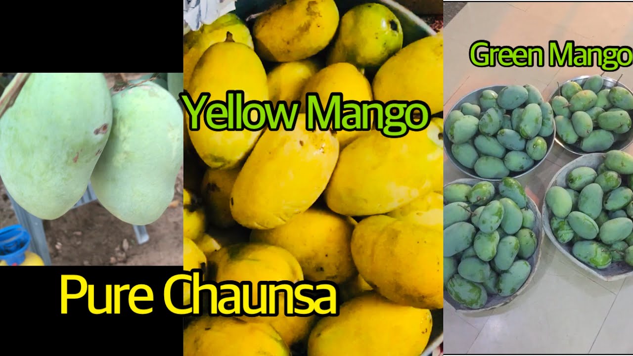Pure White Chaunsa Mango @ Our Garden | Relevant Recipes