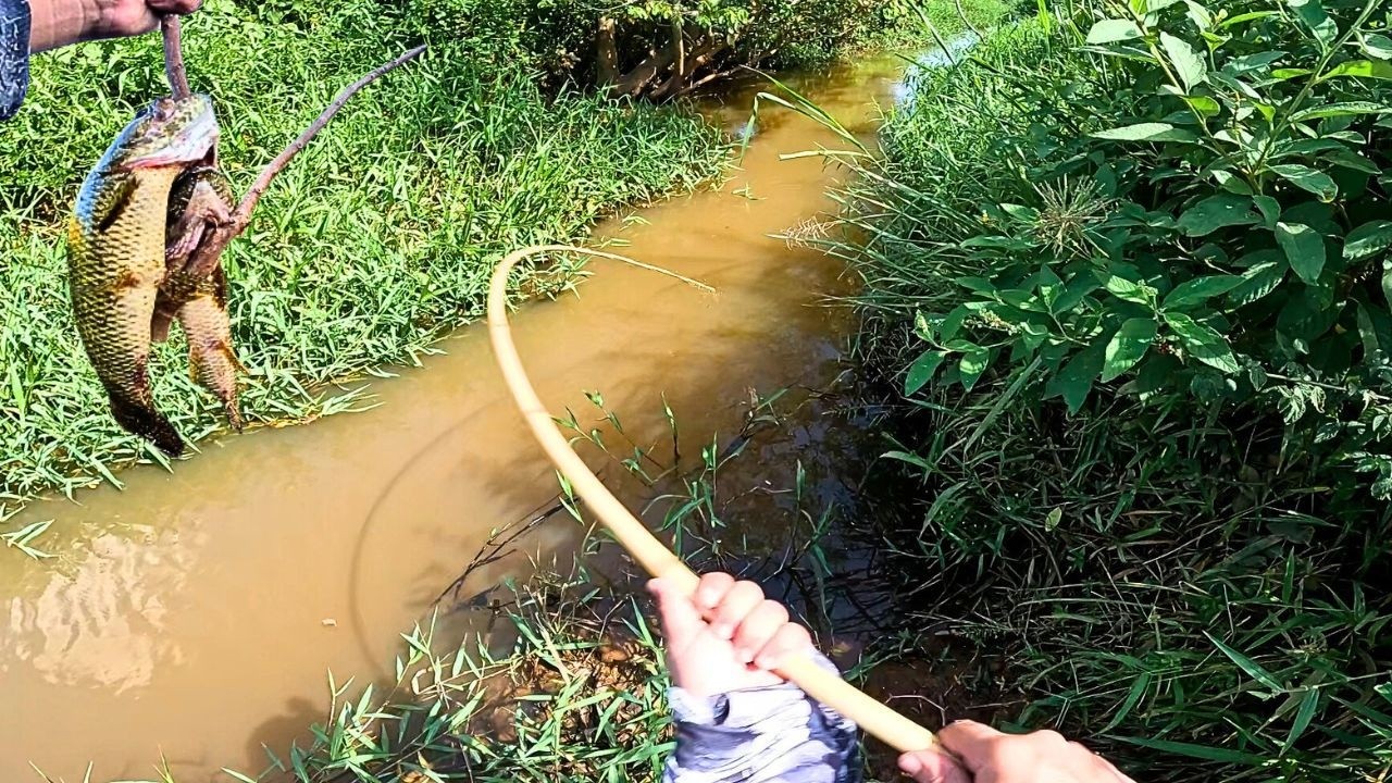 CAÇANDO AS DEVORADORAS DO CÓRREGO COM VARINHA DE BAMBU!! Pescaria Caipira