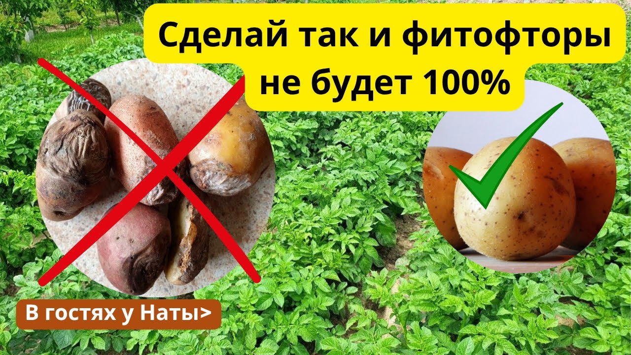 Спасаем картофель! Экстренные меры против фитофторы.🥔