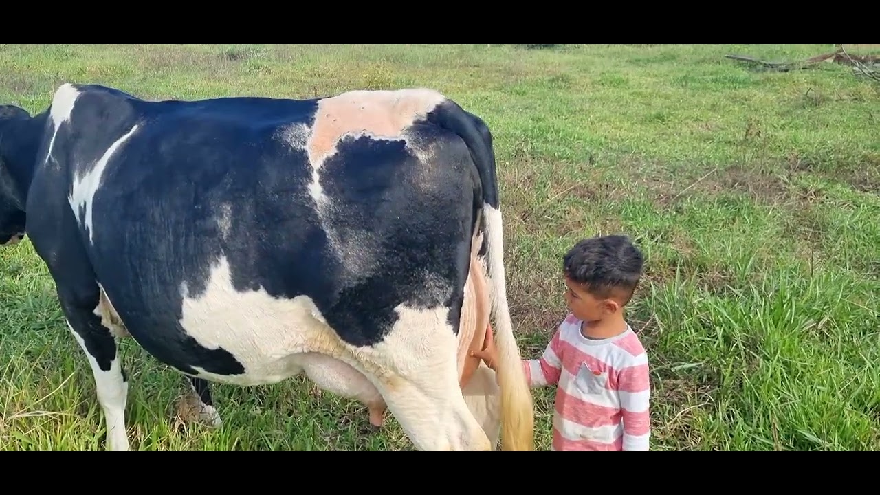 vaca que da 12 litros de leite