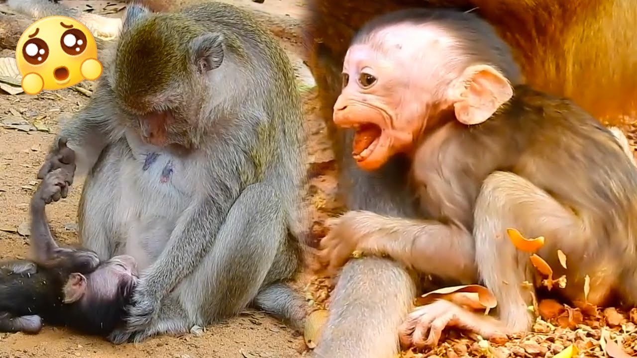 When a stubborn and mischievous little monkey meets such a cruel monkey mother