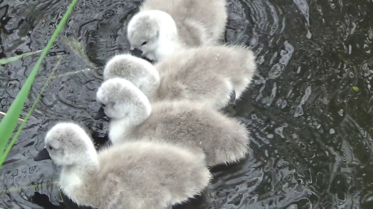 Cygnets first swim - Swan life