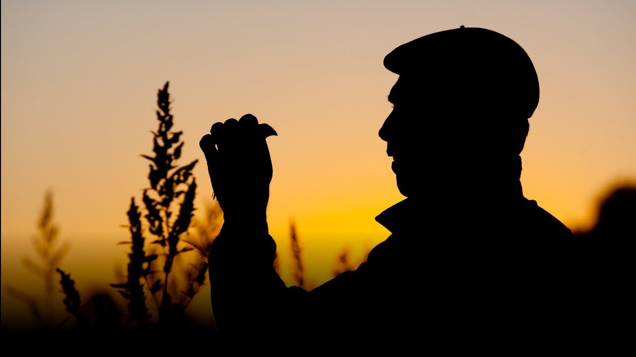 L’Oiseau oublié : un documentaire sensible et politique sur la chasse à l’ortolan dans les Landes