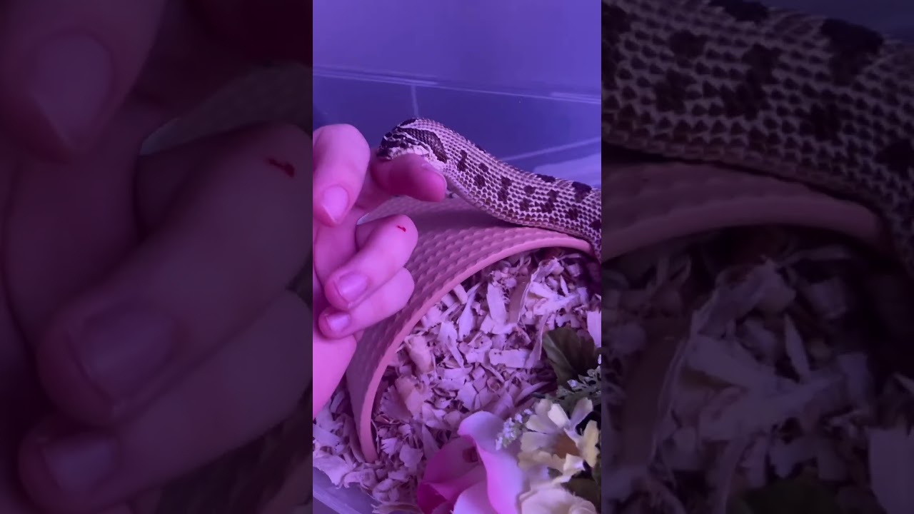 Pregnant Western Hognose snake bites person's finger and it swells up!
