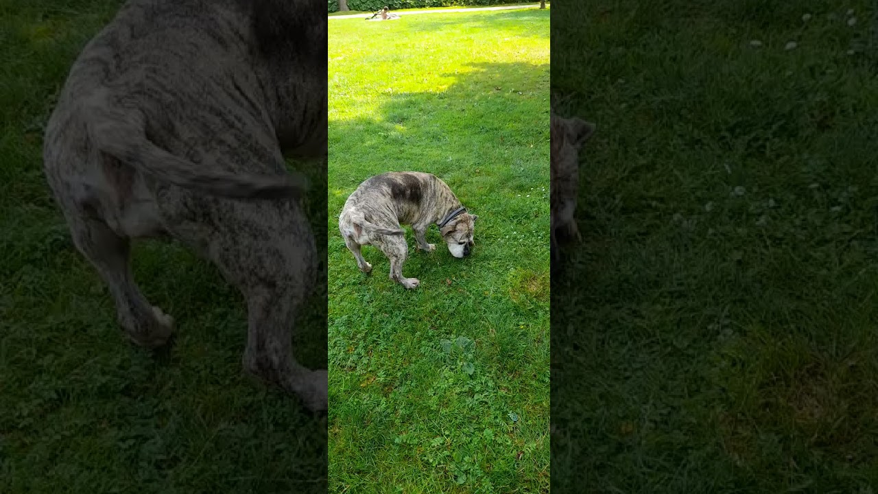 Dog Sunshine Double Roll #dogsunshine #bullybreed #dog