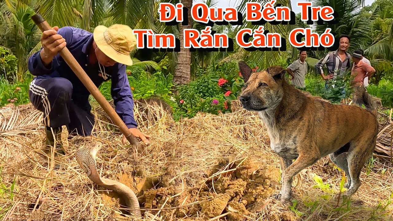 Đi Giồng Trôm, Bến Tre tìm Con Rắn cắn sưng mặt 2 Con Chó | TGSB #894