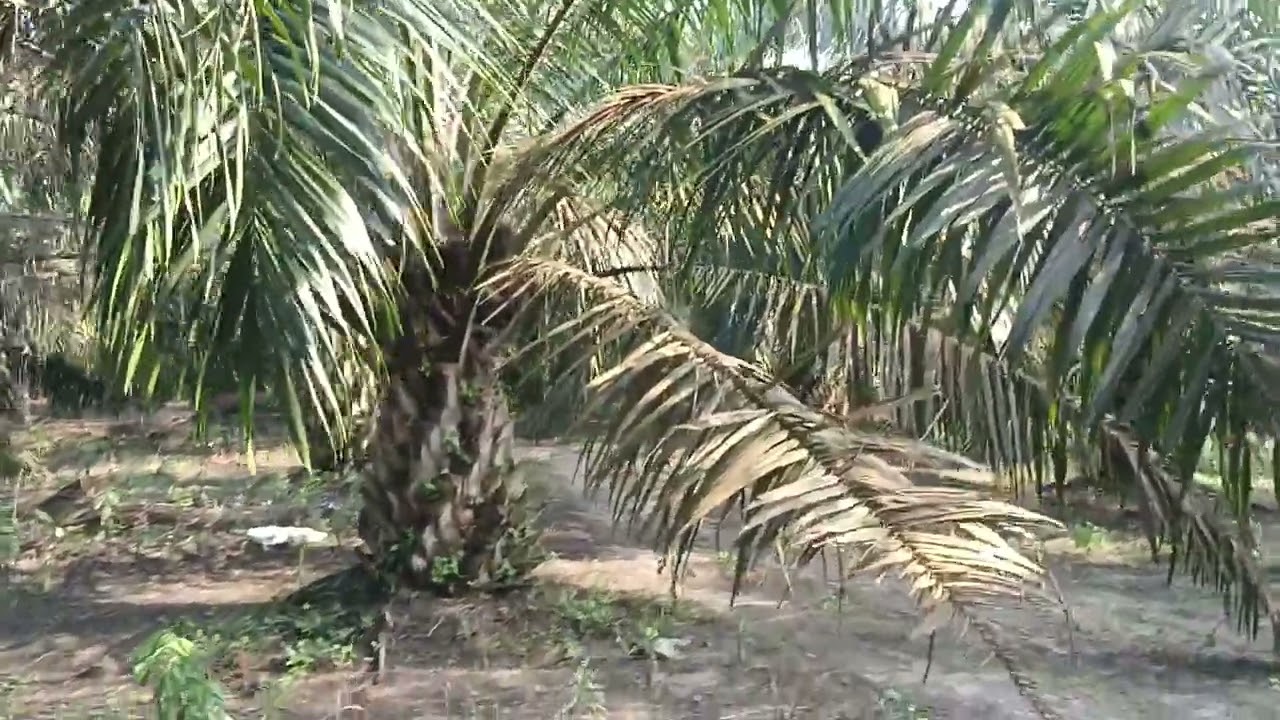review jujur tetang bibit cabutan,target 2 tahun.,mari kita buktikan langsung di lapangan.