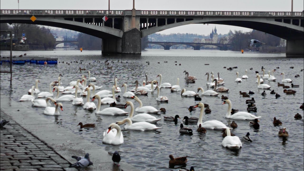 Они вернулись! 👏 Белоснежные Лебеди  🦢 возвращаются в Прагу 😍😃🤗