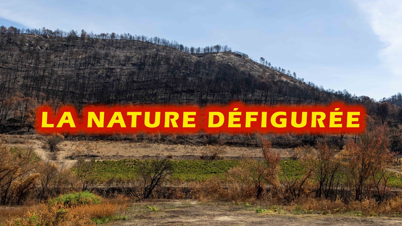 L'incendie dans l'Aude du 05 août 2025 a laissé un paysage de désolation !