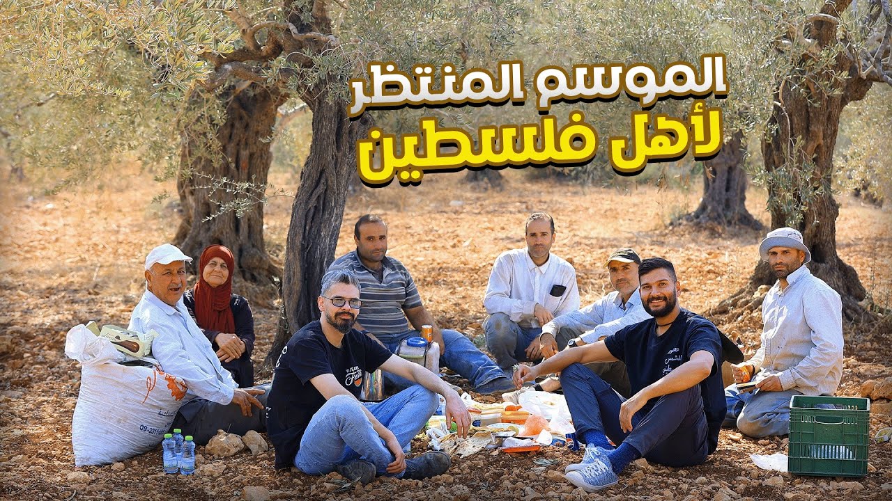 ليش موسم الزيتون تحول لكابوس ؟